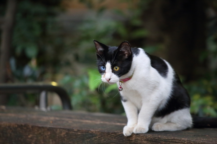 池袋の猫 せきぴく