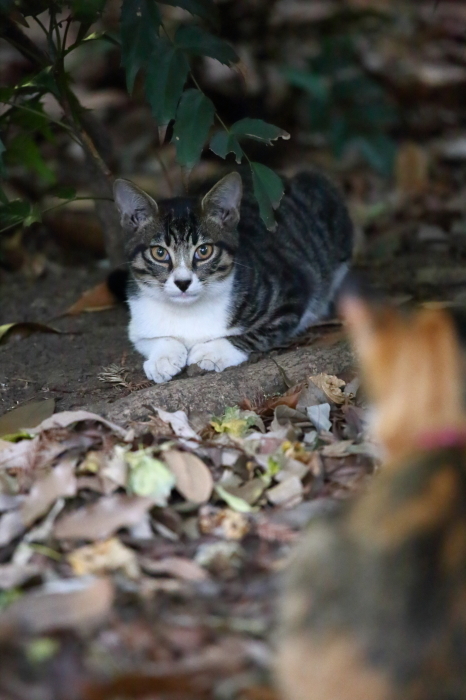 池袋の猫 せきぴく