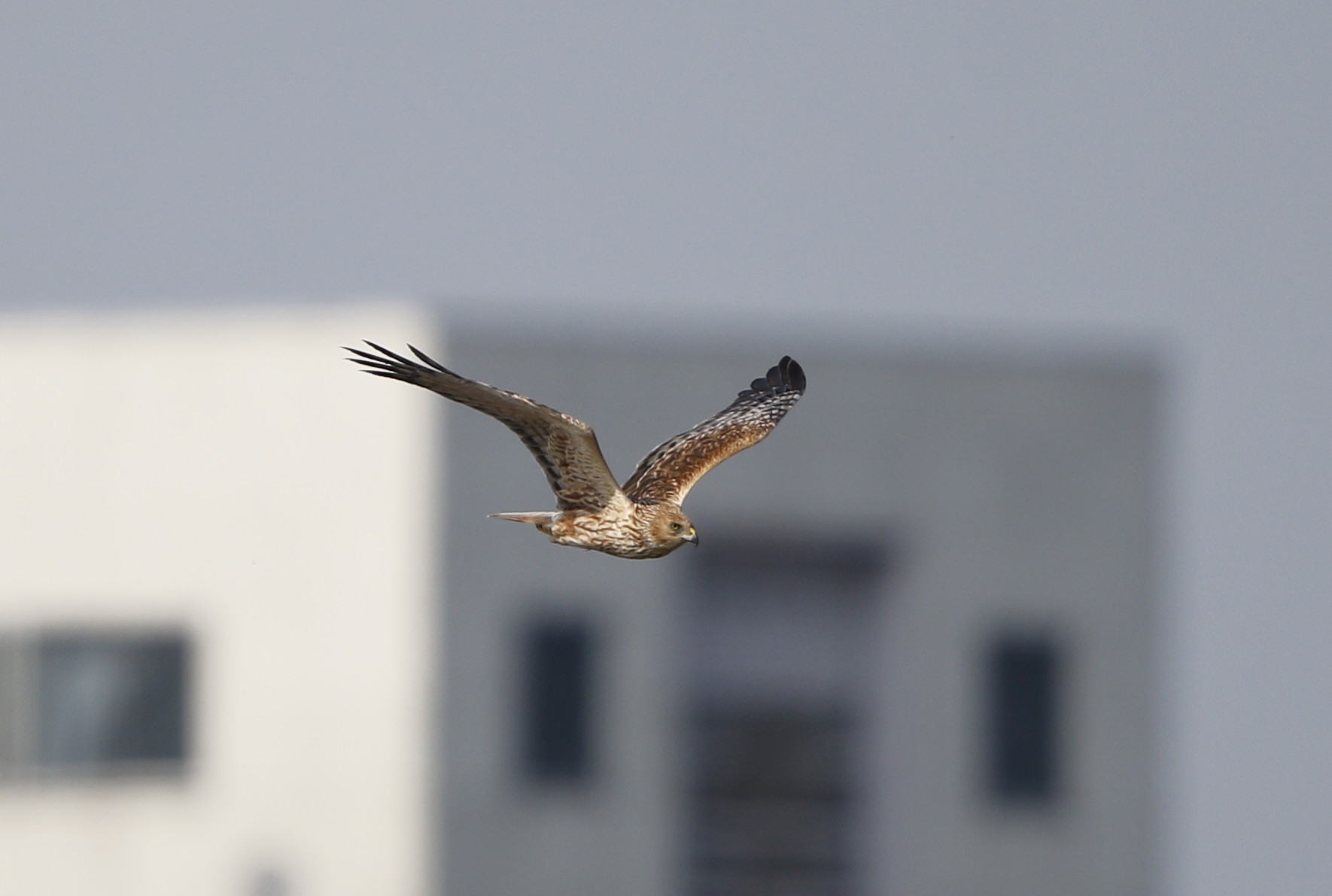 チュウヒの飛翔（出は良かったです。）_f0239515_1626571.jpg