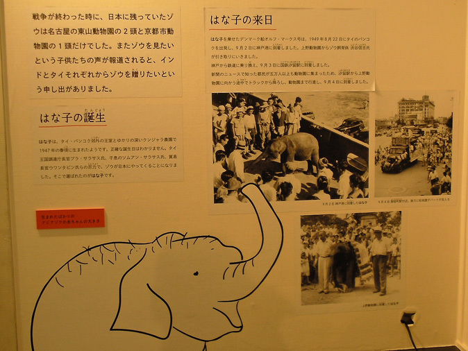 井の頭自然文化園：特設展示「アジアゾウはな子の69年」_b0355317_20575865.jpg