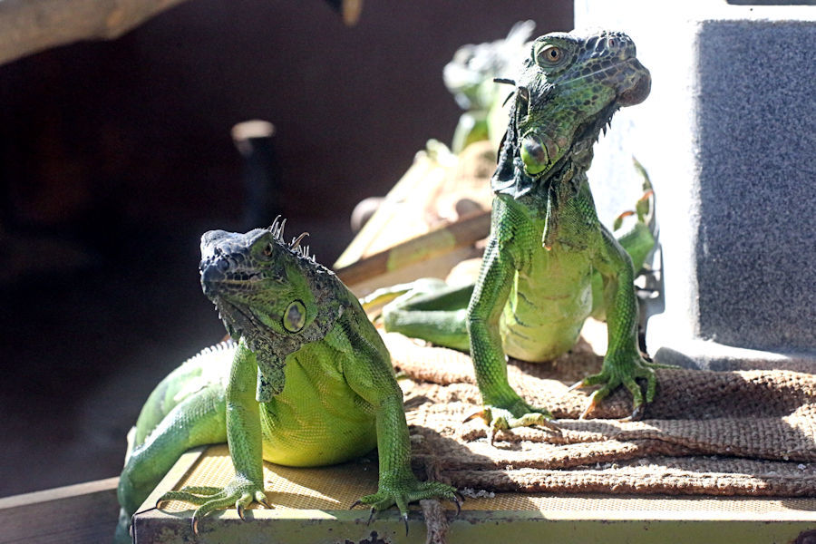 ゴジラ と ガメラ 動物園放浪記 ゴジラ と ガメラ 動物園放浪記
