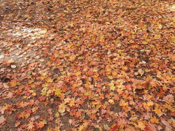 b0174425_21392949.jpg