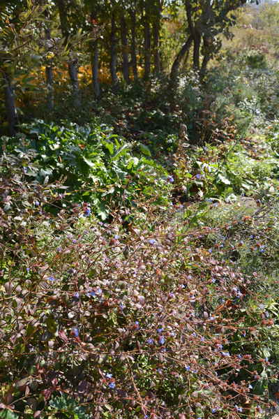 c0107129_18401426.jpg