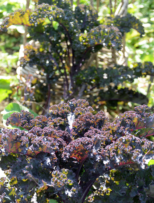 c0107129_1843317.jpg