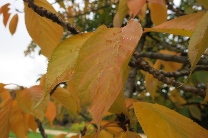 e0300042_22520129.jpg