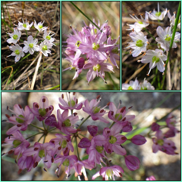 平戸の山とお花散策_e0164643_20572717.jpg