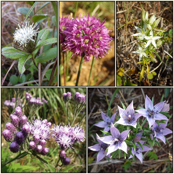 平戸の山とお花散策_e0164643_21171463.jpg