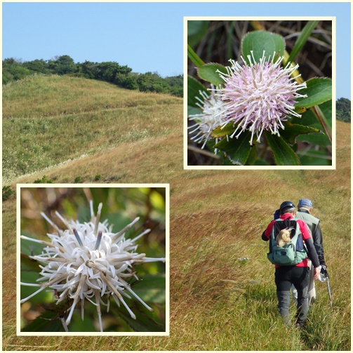 平戸の山とお花散策_e0164643_21194630.jpg