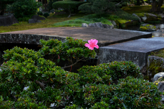 c0093046_7565753.gif