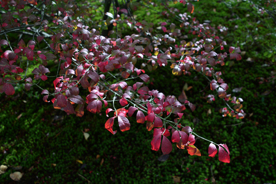c0093046_7571362.gif
