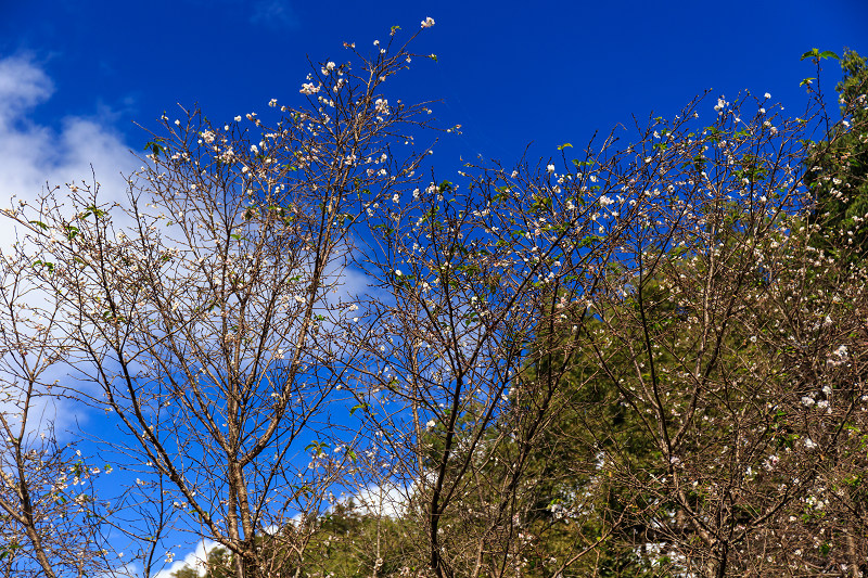 秋の花咲く白毫寺_f0155048_22541749.jpg