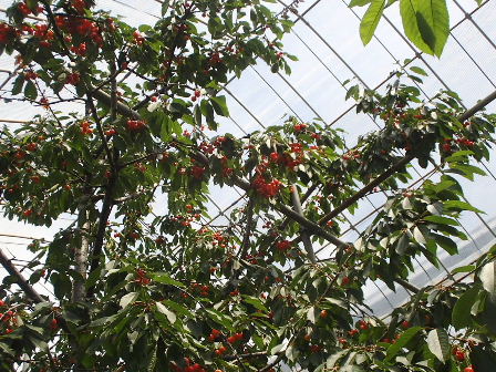 d0063149_12263732.jpg