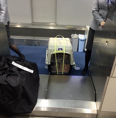 犬を飛行機に乗せること_d0340055_16145251.jpg