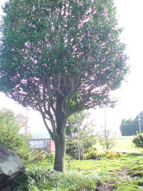 e0190756_15122125.jpg