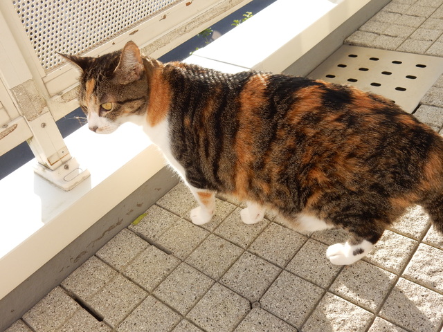 ’16,11,8(火)やっと消石灰と肥料まで!_f0060461_1225920.jpg