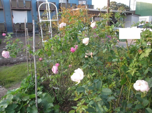 11月庭の様子です_a0243064_07373296.jpg