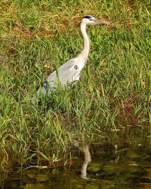 　大塩湖で鳥撮り_c0305565_12322695.jpg