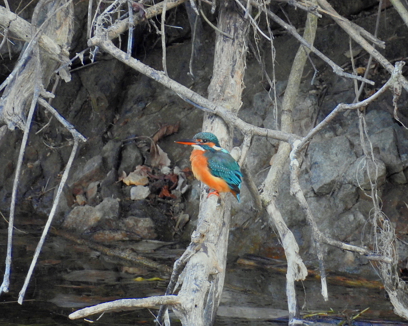 　大塩湖で鳥撮り_c0305565_12325261.jpg