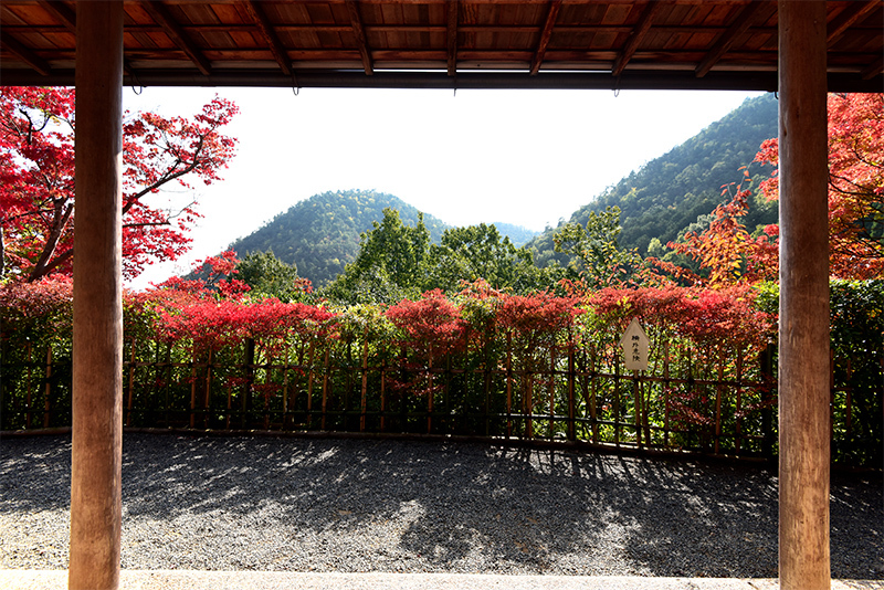 鷹峰光悦寺　紅葉_c0317868_10223363.jpg