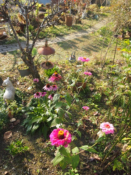 秋の庭のエキナセア_a0139570_20295581.jpg