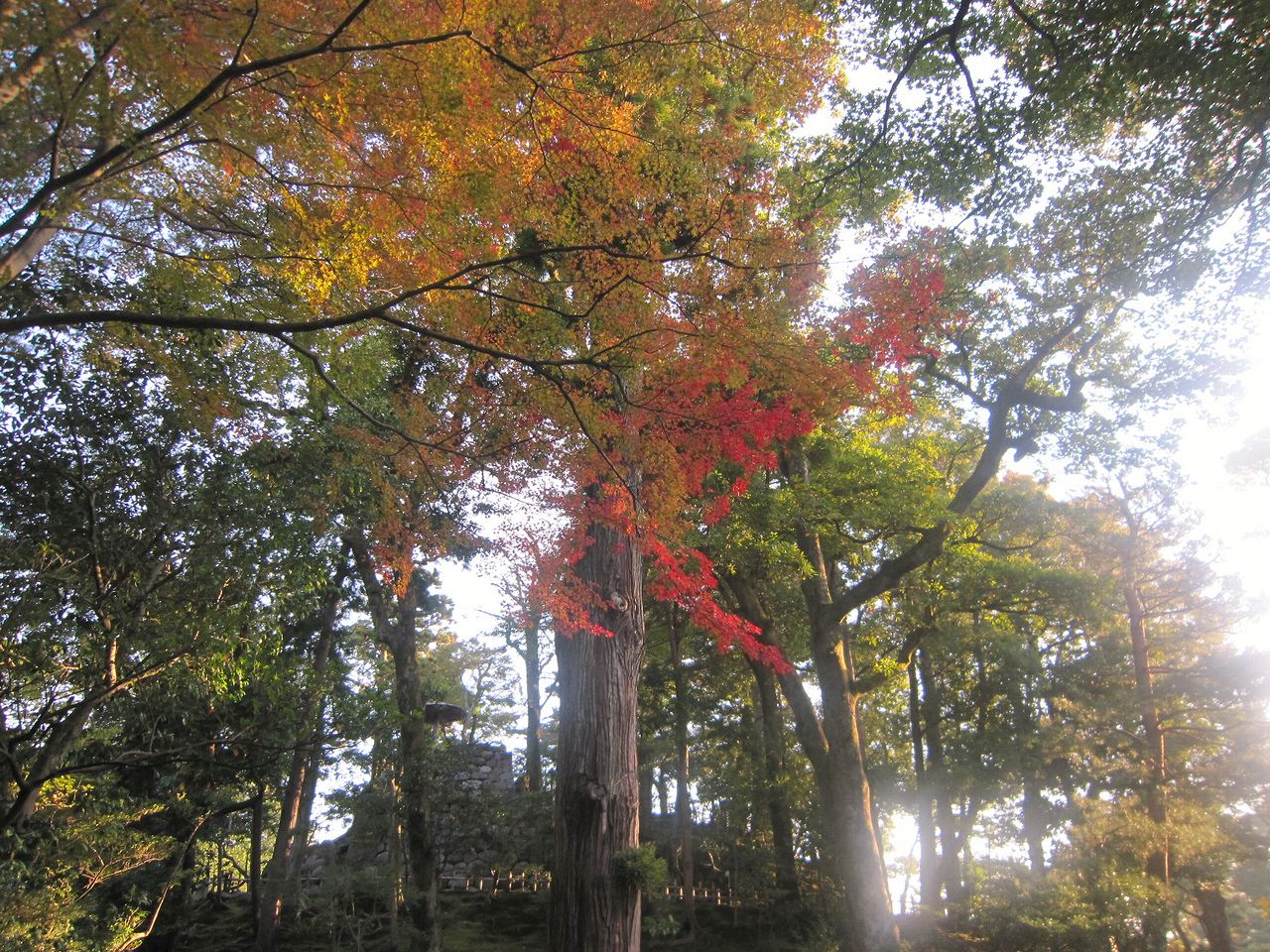 暦の上では冬♪　紅葉も一気に進んで☆_a0207574_2015831.jpg