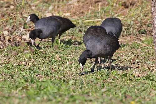 ★先週末の鳥類園（2016.11.5～6）_e0046474_132530100.jpg