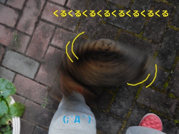 かわいいお客さん_e0355177_15200662.jpg