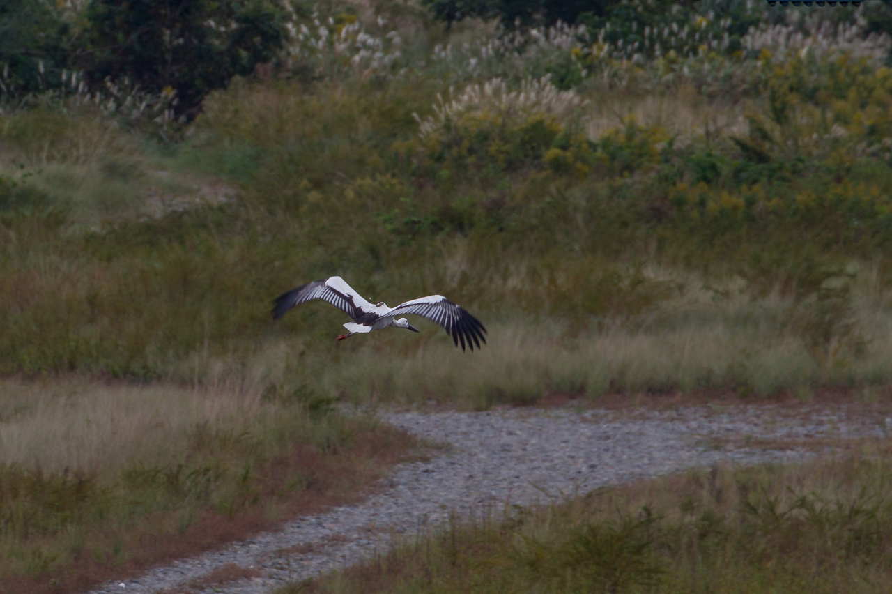 コウノトリ(2)_a0052080_21332187.jpg