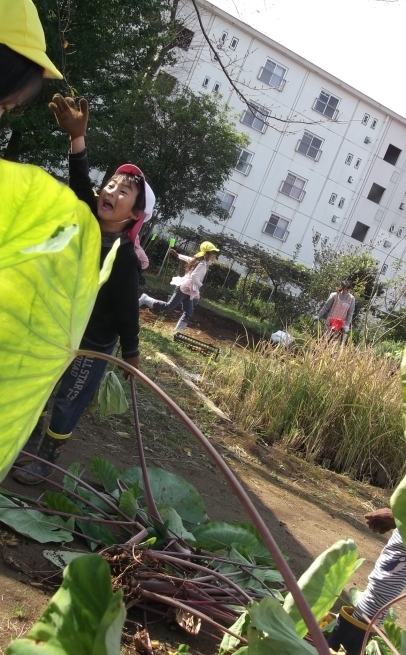 力が試される 里芋掘り_f0334882_12075427.jpg