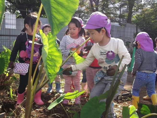 力が試される　里芋掘り_f0334882_12080813.jpg