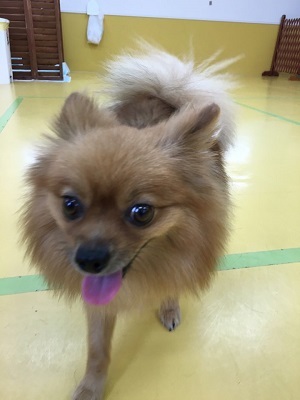 べーー!!_f0357682_20222554.jpg