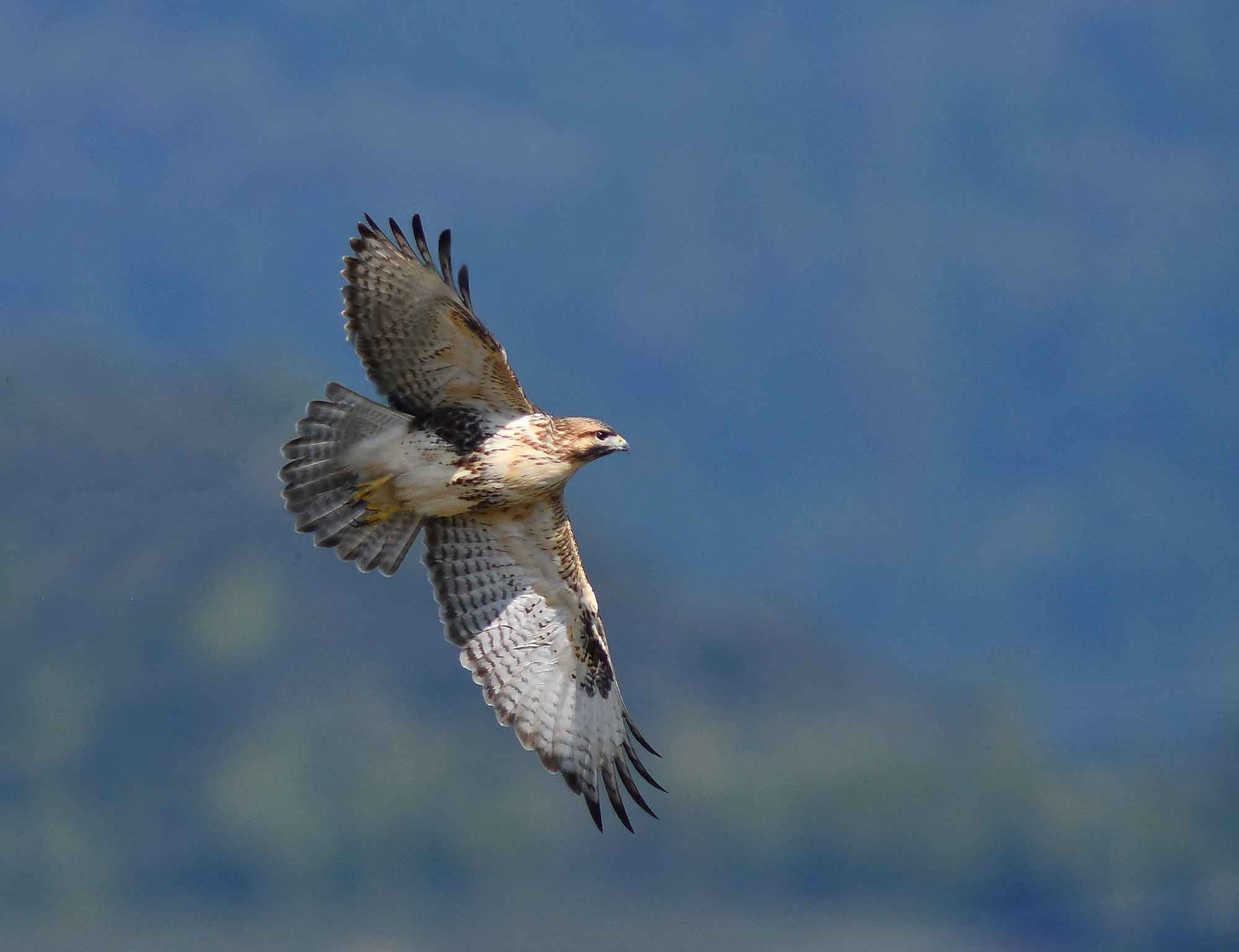 2016年　11月　　野鳥_c0176183_18164012.jpg