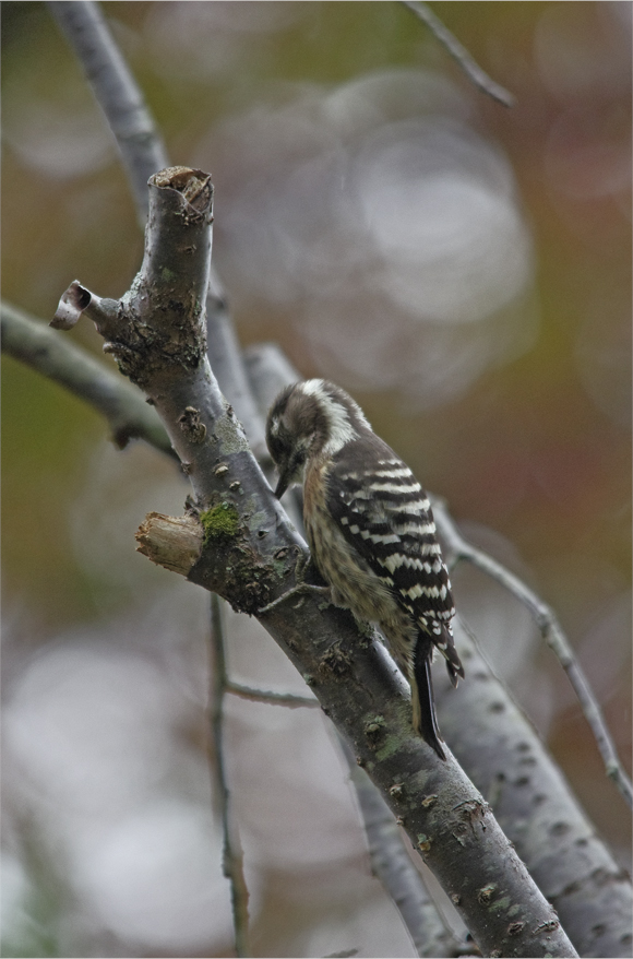 ●● 野鳥を標的に・・・・・・・・・コゲラ ●●_d0209988_2301844.jpg