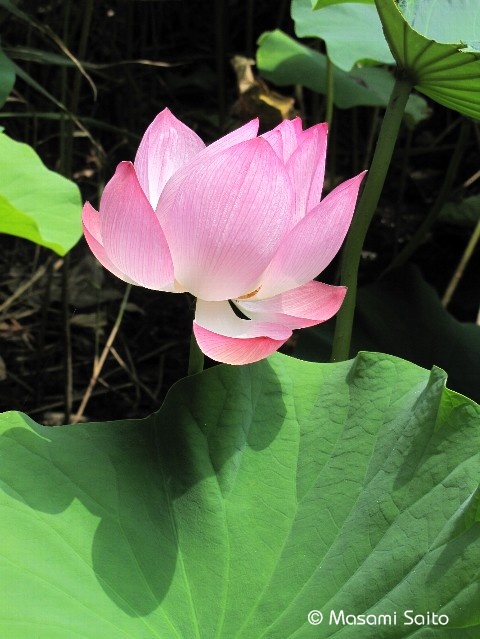オオガハス 大賀蓮 草花と自然blog