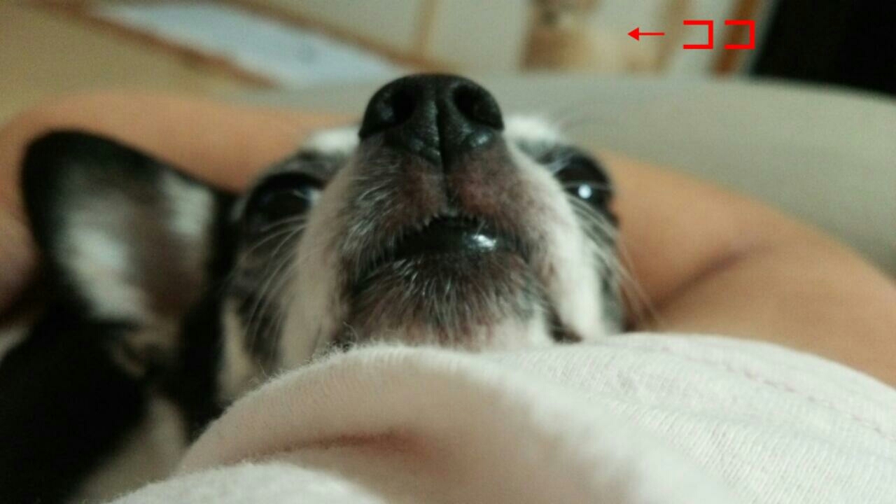 c0109891_10470841.jpg