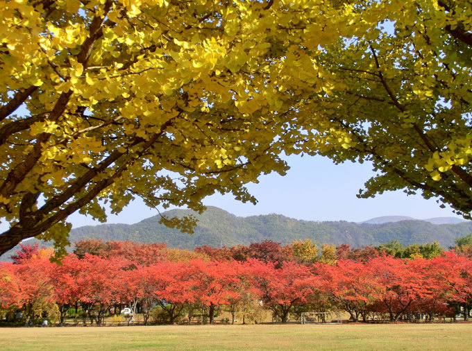 更埴中央公園の紅葉（千曲市）_e0269400_12364496.jpg