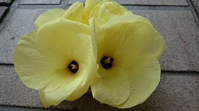 c0163102_21292003.jpg