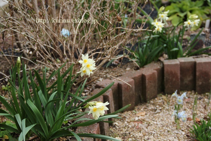少しづつ春の準備を 水仙の植え付け Miyorinの秘密のお庭