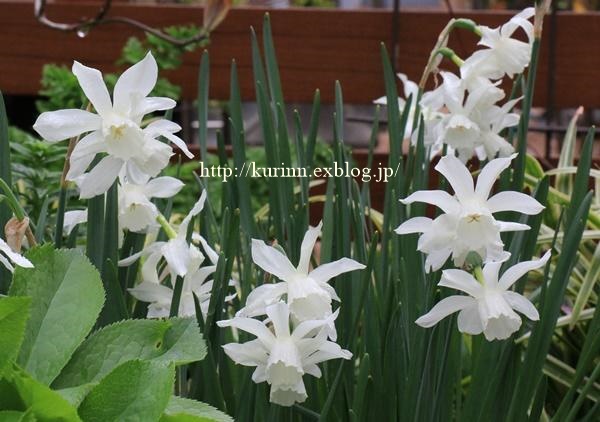 少しづつ春の準備を 水仙の植え付け Miyorinの秘密のお庭