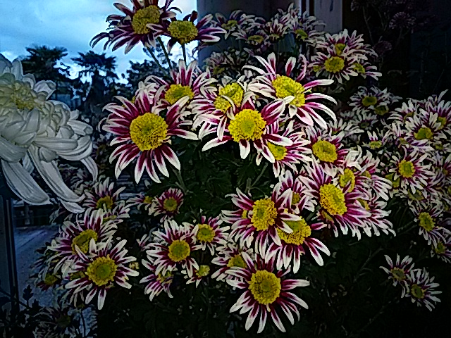 f0231709_2037291.jpg