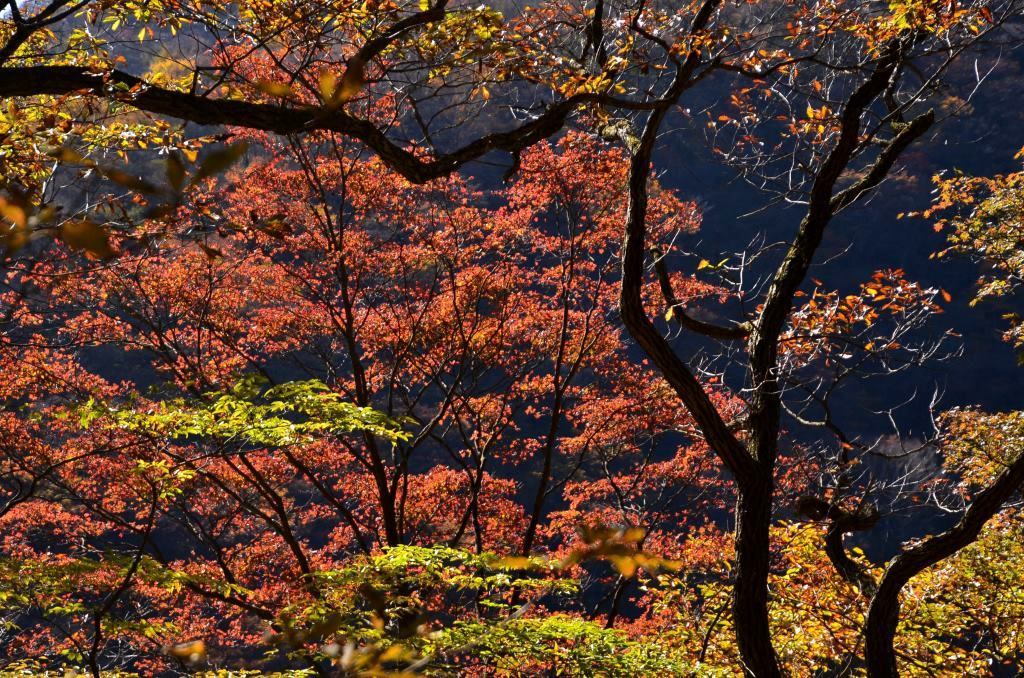 2016/11/3 水沢山～伊香保森林公園（雌岳・もみじの広場）_a0340812_13223557.jpg