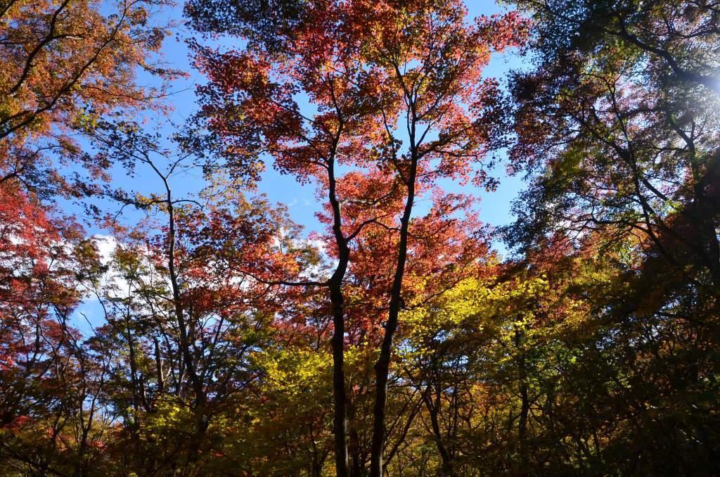 2016/11/3 水沢山～伊香保森林公園（雌岳・もみじの広場）_a0340812_13230567.jpg