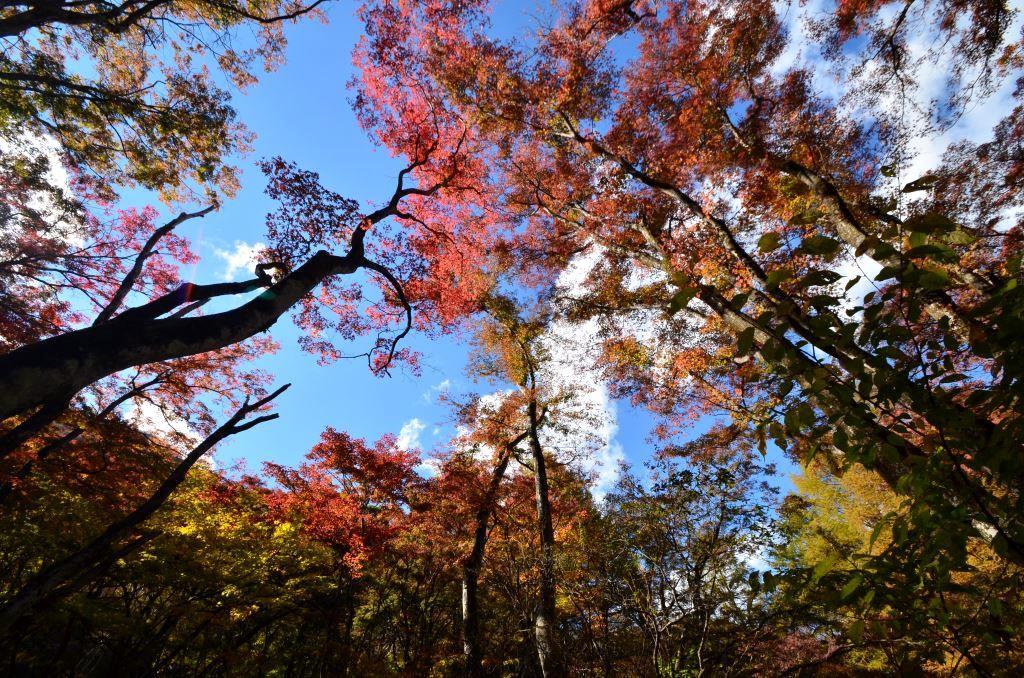 2016/11/3 水沢山～伊香保森林公園（雌岳・もみじの広場）_a0340812_13232143.jpg