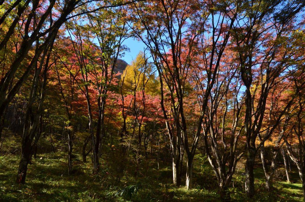 2016/11/3 水沢山～伊香保森林公園（雌岳・もみじの広場）_a0340812_13324174.jpg