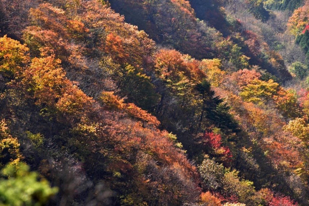 2016/11//7 シラケ山～烏帽子岳_a0340812_13503852.jpg