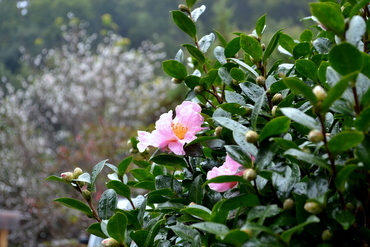 立冬の雨_a0238314_08484282.jpg