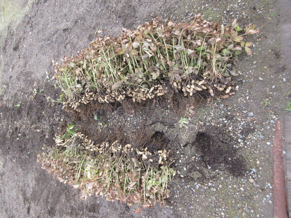 e0336214_13405320.jpg