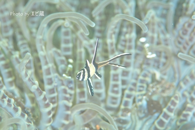 幼魚のシーズン_c0211615_16471844.jpg