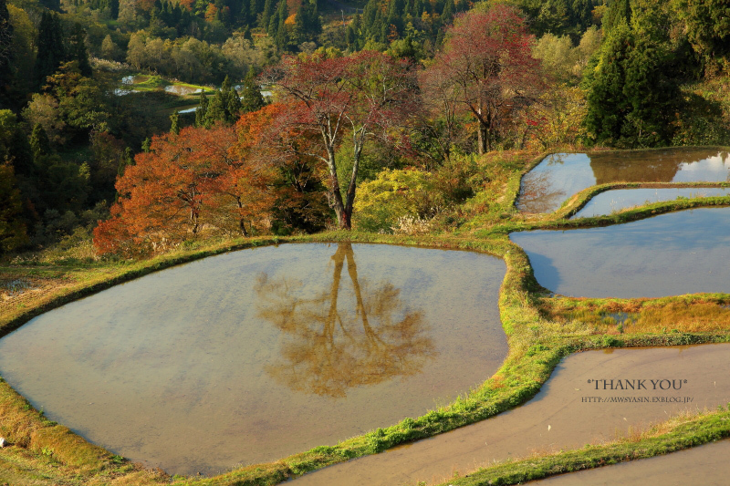 水田風景_c0211922_02222054.jpg