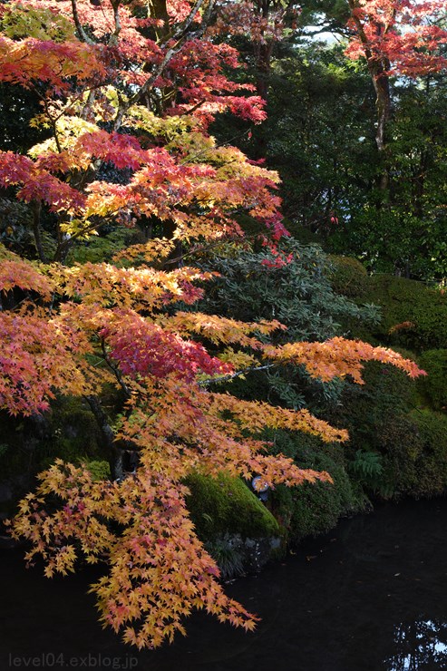 日光 輪王寺 逍遥園 ～紅葉～ 1_d0319222_10465373.jpg